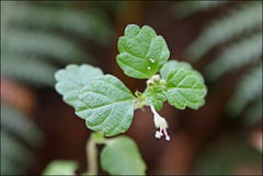 Australina pusilla pusilla