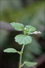 Australina pusilla pusilla