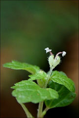 Australina pusilla pusilla