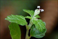 Australina pusilla pusilla