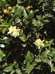 Palicourea boqueronensis