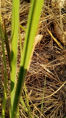 Trachyandra asperata