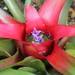 Blushing Bromeliad - Photo (c) C T Johansson, some rights reserved (CC BY-SA)