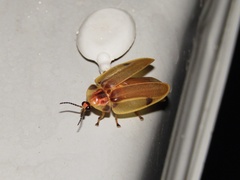 Aspisoma physonotum