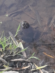 Lithobates montezumae