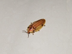 Aspisoma physonotum