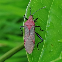 Namacus