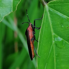 Namacus