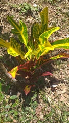 Codiaeum variegatum cavernicola