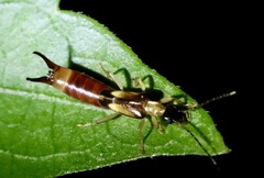 Labiinae