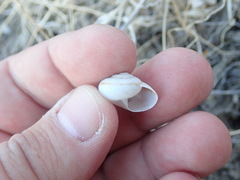 Cahuillus indioensis