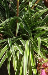 Chlorophytum laxum