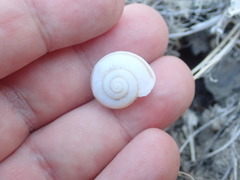 Cahuillus indioensis