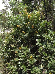 Palicourea boqueronensis