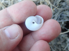 Cahuillus indioensis