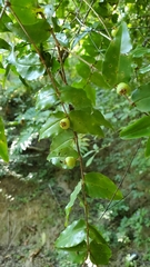 Mouriri myrtilloides
