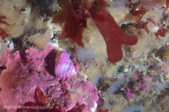 Photinastoma taeniatum