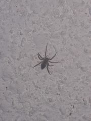 Araneae