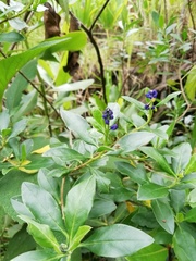 Monnina salicifolia