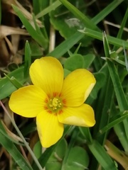 Oxalis conorrhiza