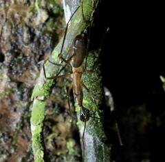 Camponotus ager