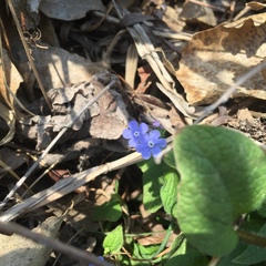 Brunnera macrophylla