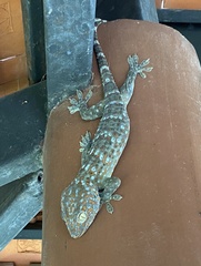 Gekko gecko