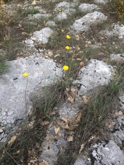 Ranunculus gramineus