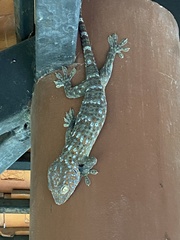 Gekko gecko