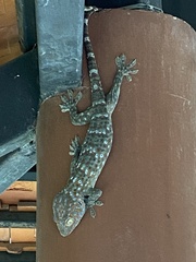 Gekko gecko