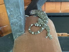 Gekko gecko