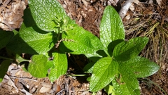 Lithospermum helleri