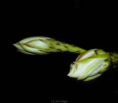 Echinopsis subdenudata