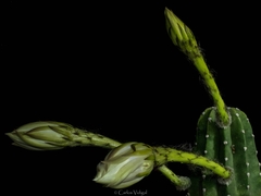 Echinopsis subdenudata