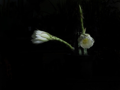 Echinopsis subdenudata