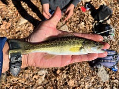 Micropterus henshalli