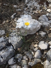 Ranunculus gramineus