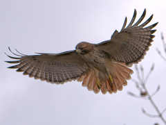 Red-Tailed Hawk photo 3