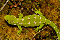 Naultinus gemmeus