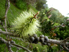 Melaleuca virens