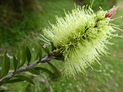 Melaleuca virens