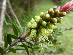 Melaleuca virens