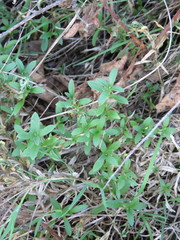 Stellaria littoralis