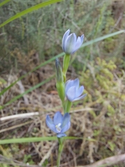 Thelymitra aemula