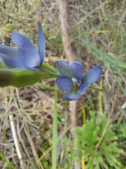 Thelymitra aemula