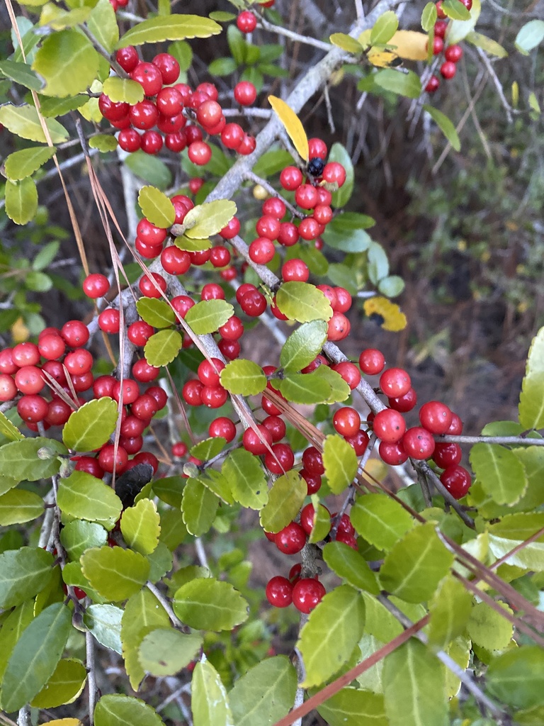 holly family