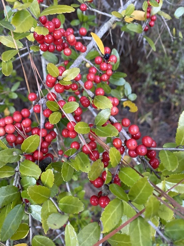 Representative image of Aquifoliaceae