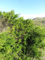 Acacia verticillata
