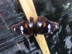 Hypolimnas bolina nerina