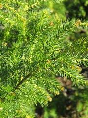 Acacia verticillata